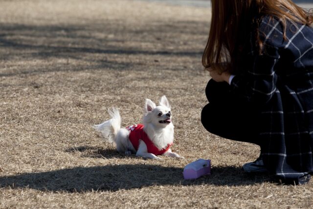 ダイソー,犬,おもちゃ