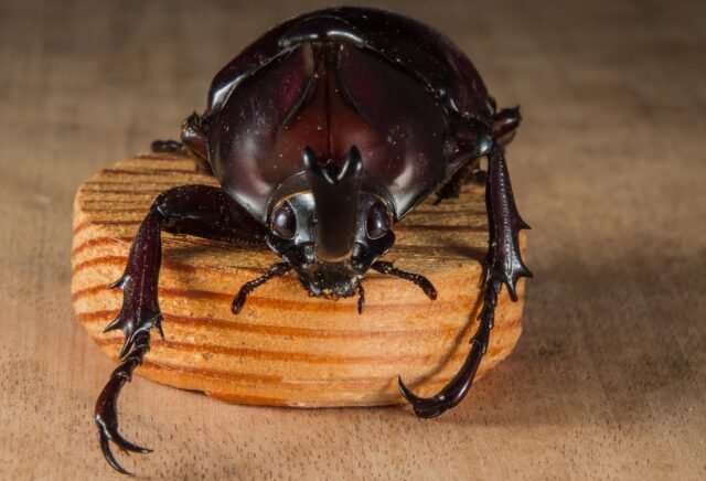 ダイソー,カブトムシ,クワガタ