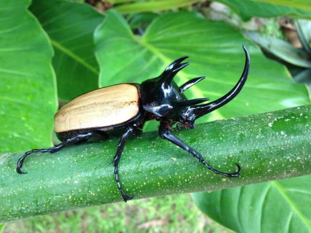 ダイソー,カブトムシ,クワガタ