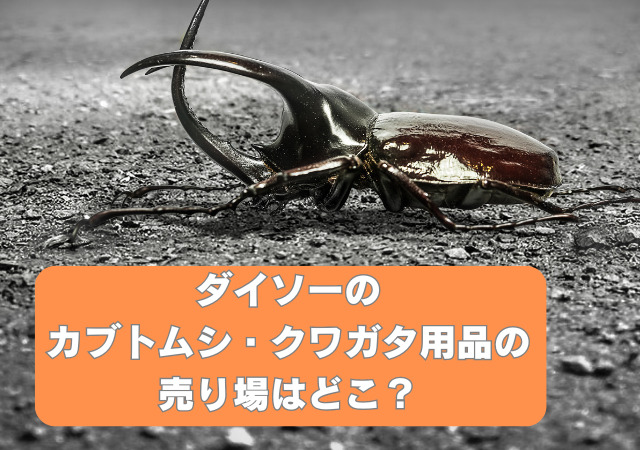 ダイソー,カブトムシ,クワガタ