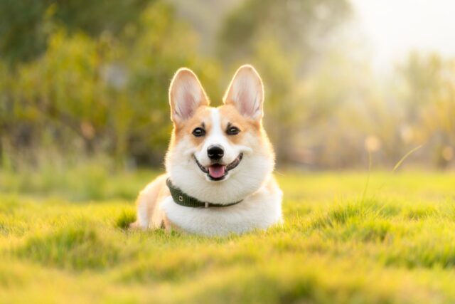 ダイソー,犬,おもちゃ