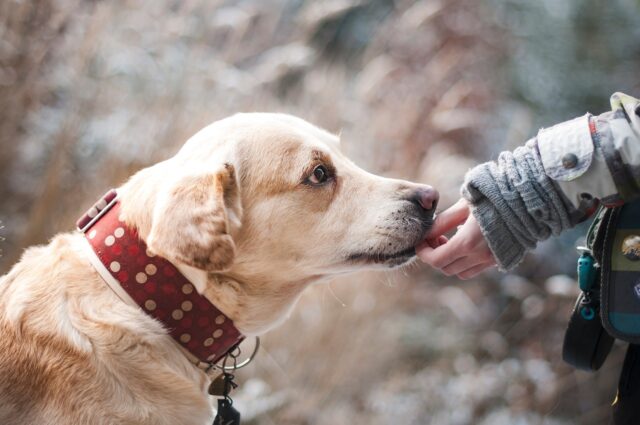 ダイソー,犬,おもちゃ