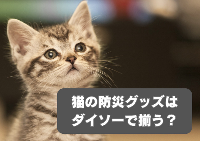 猫,防災グッズ,ダイソー